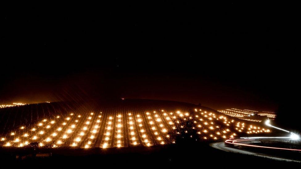 Anti-frost candles burn in the Chablis vineyards near Chablis, Burgundy, on April 7, 2021