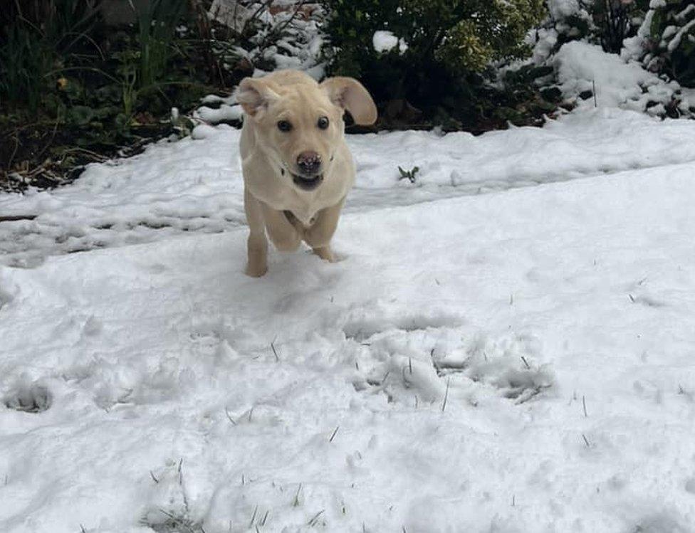 Puppy in the snow