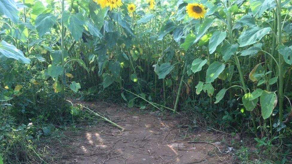 A clearing among the sunflowers at Rhossili Bay