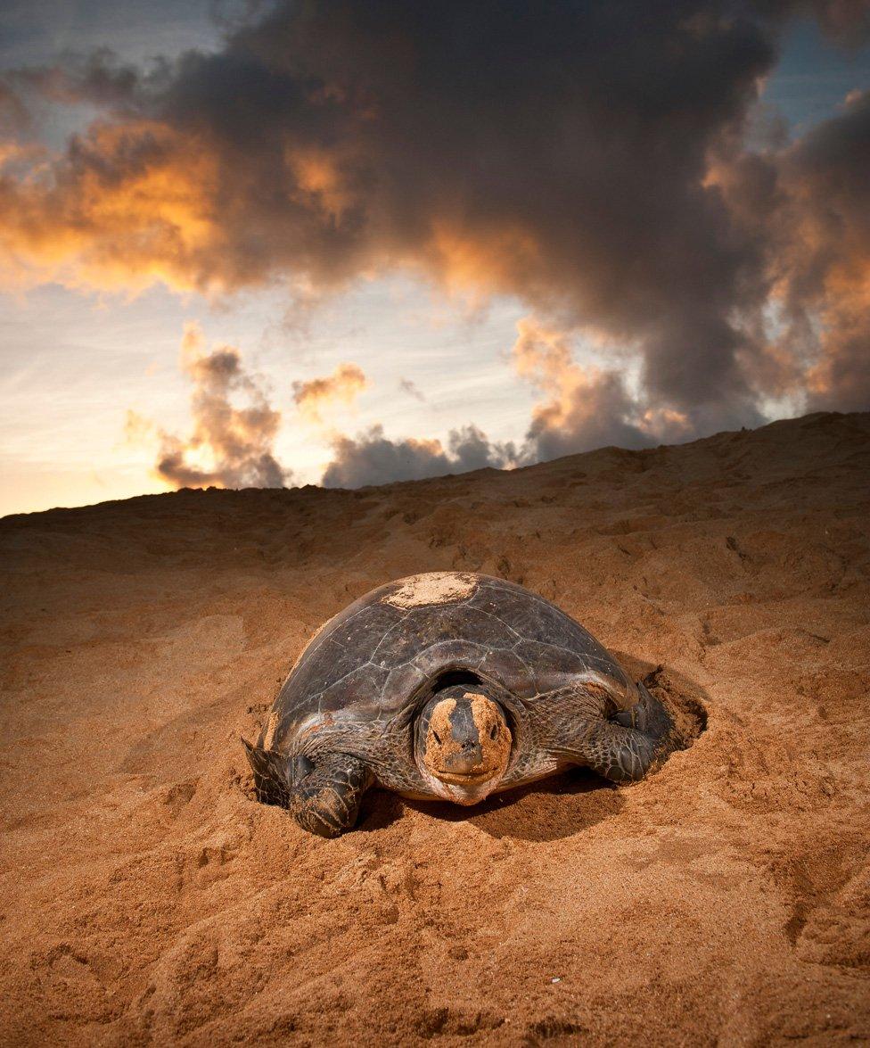 Turtle - Ascension Island