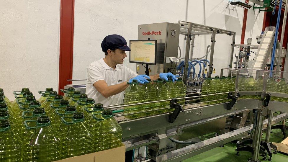 Bottling olive oil in Spain