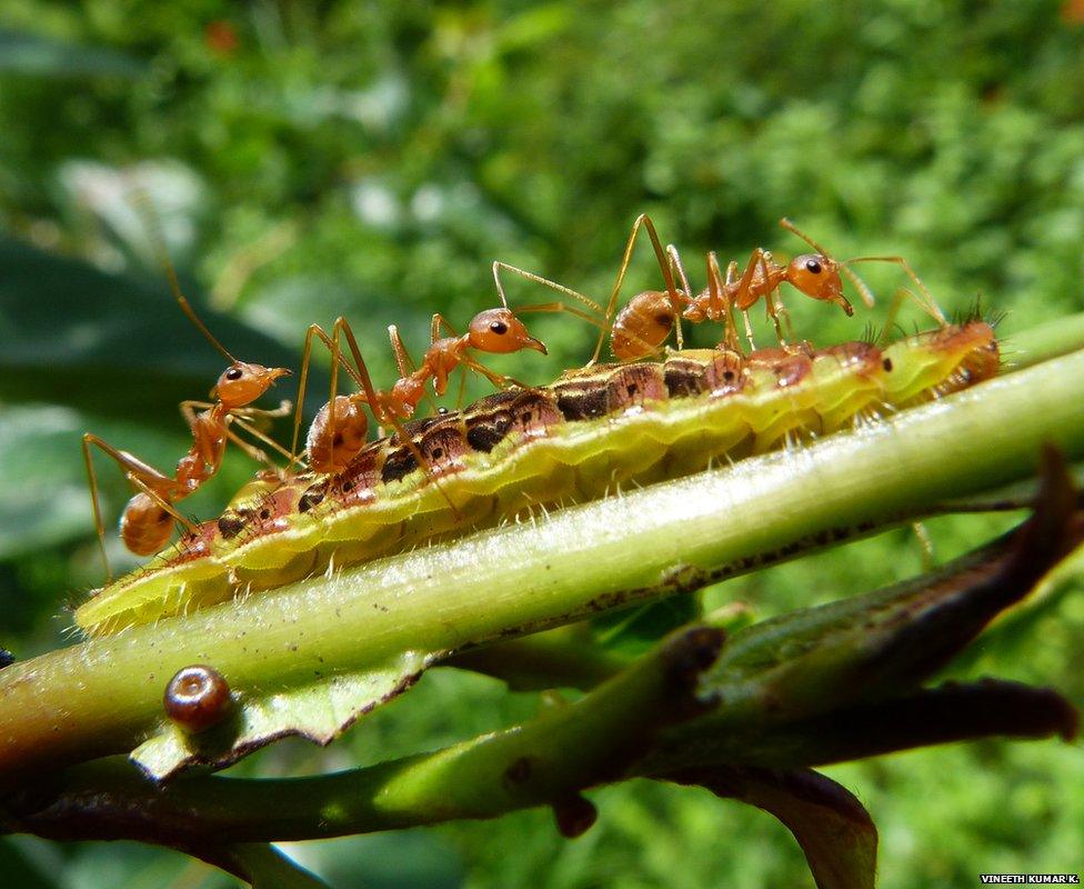 weaver ants on top of a caterpillar