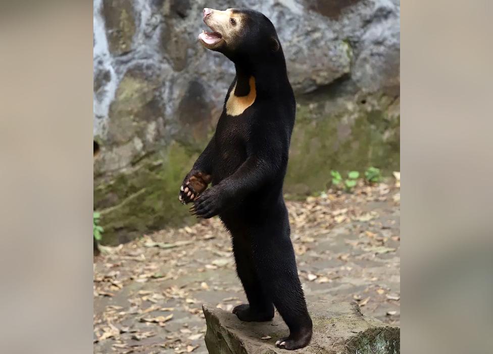 A sun bear standing on its hind legs