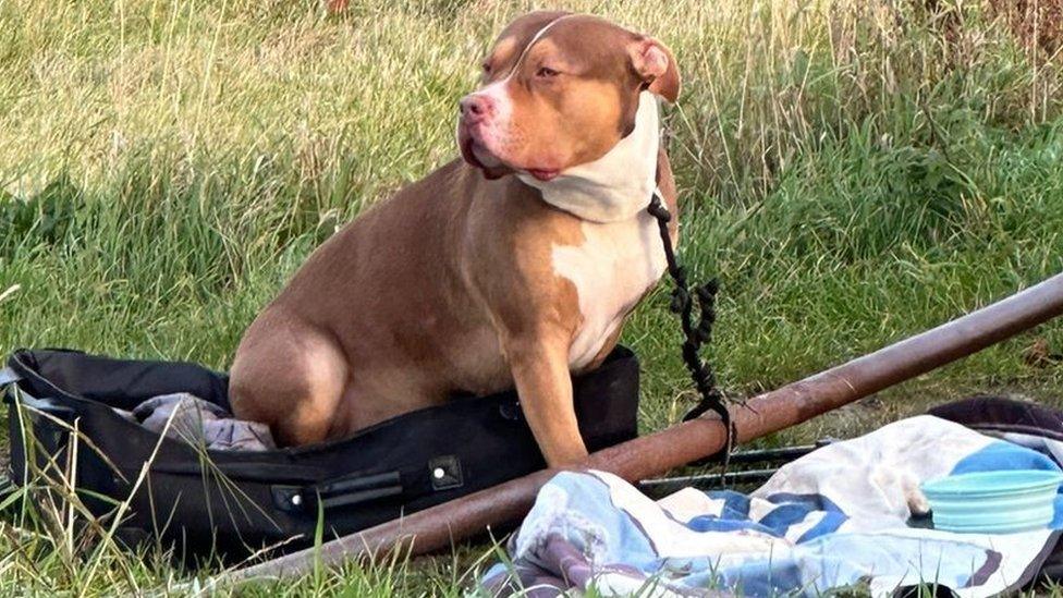 Abandoned American Bully XL sat in a suitcase in a field.