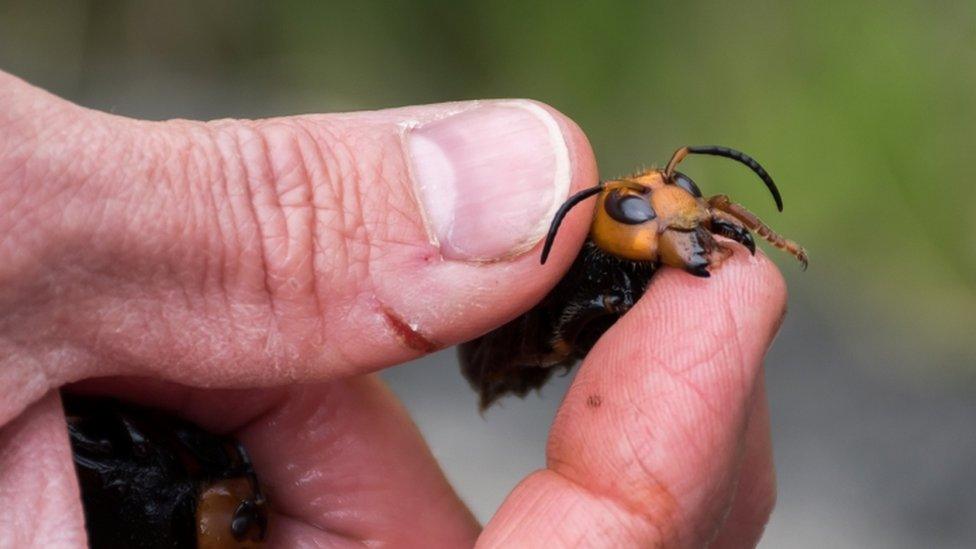 Asian giant hornet held by a Washington State Department of Agriculture entomologist