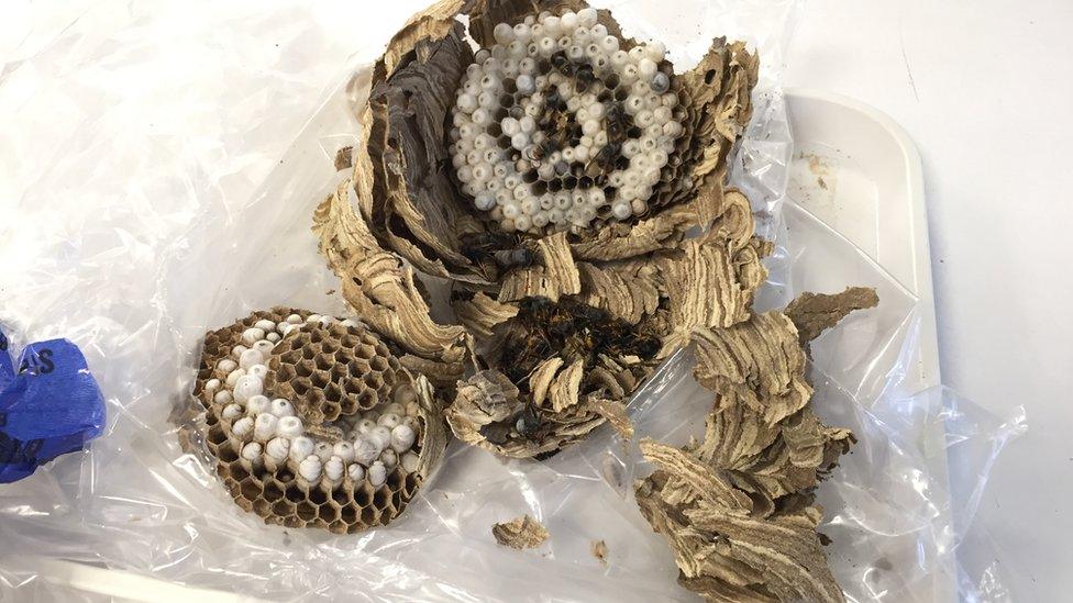 Asian Hornet nest