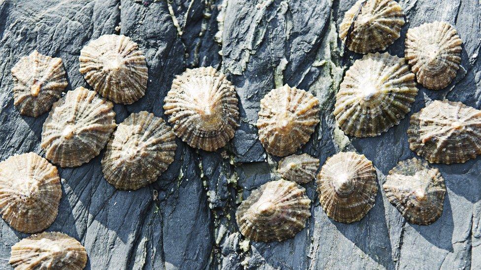 Limpets