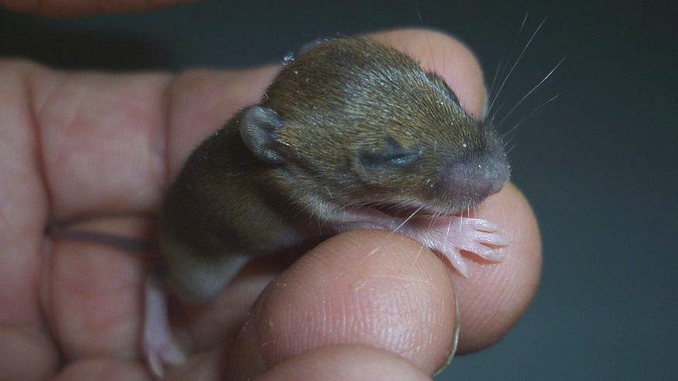 Penny in a hand