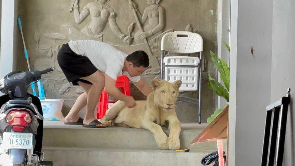 A lion is seen in Phnom Penh, Cambodia