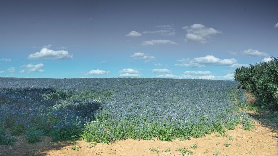 Linseed fields, Sibford Ferris