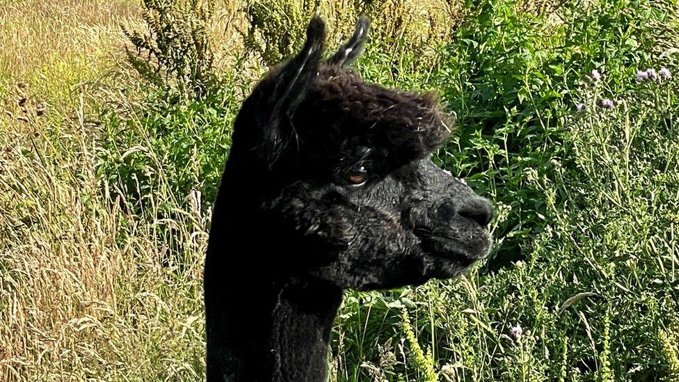 Geronimo, the alpaca