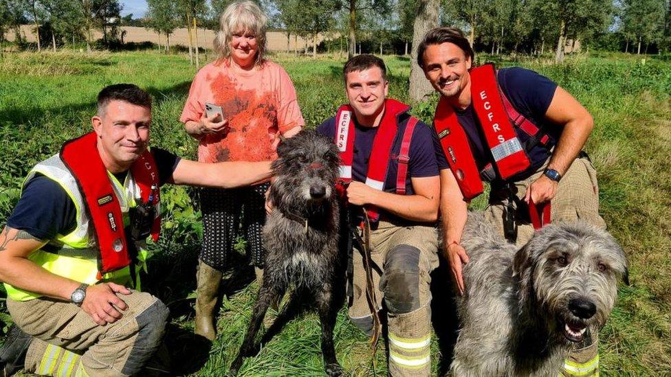 Firefighters who rescued an Irish wolfhound dog