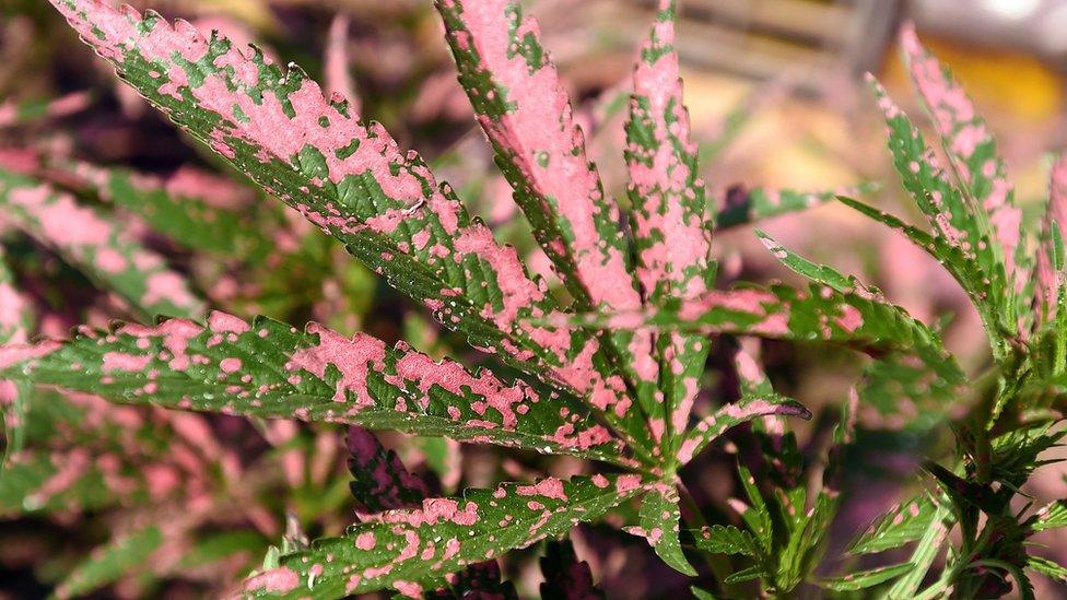 Marijuana plants are covered in fire retardant near the remains of a burned out house in Lower Lake, California, Monday 15 August 2016