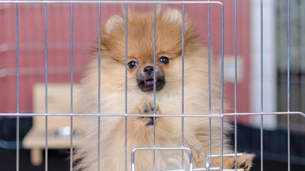 dog in a cage