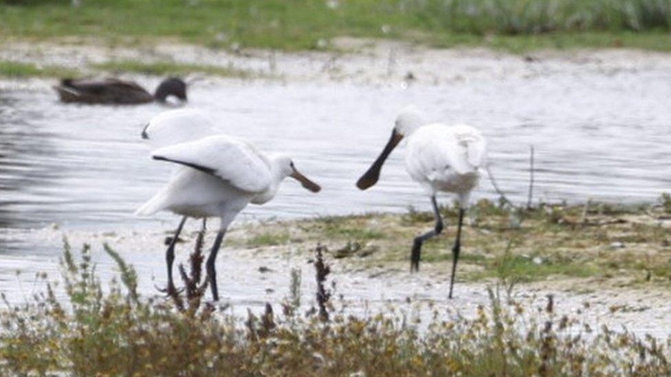 Spoonbills at Hickling Broad