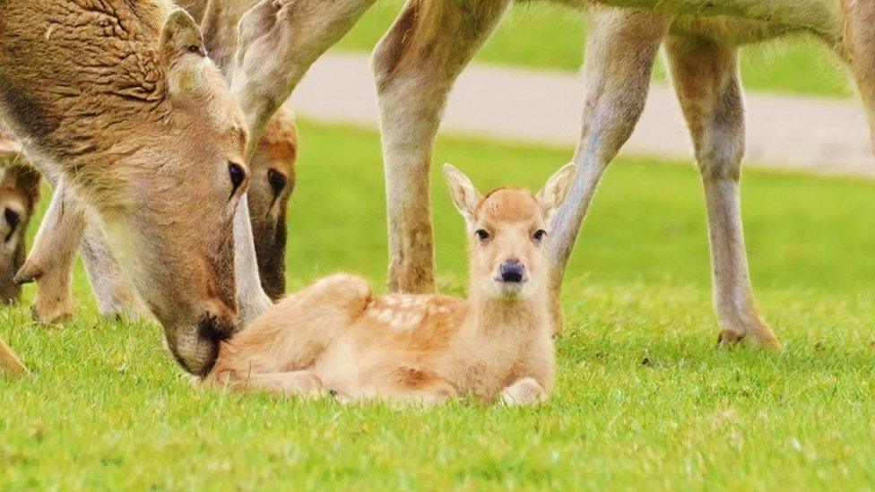 Pere David's fawn