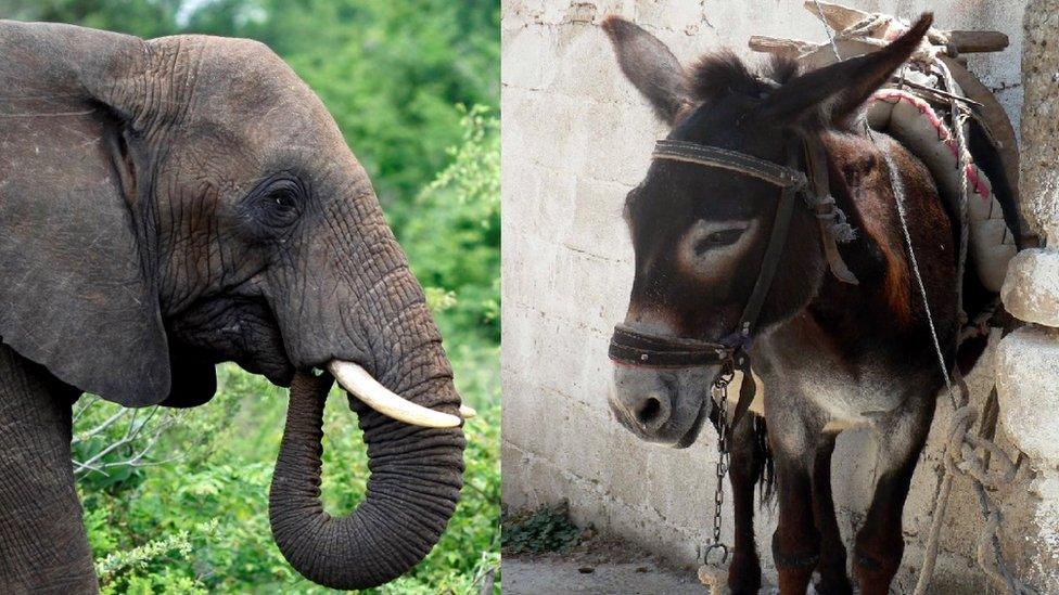 Elephant and donkey