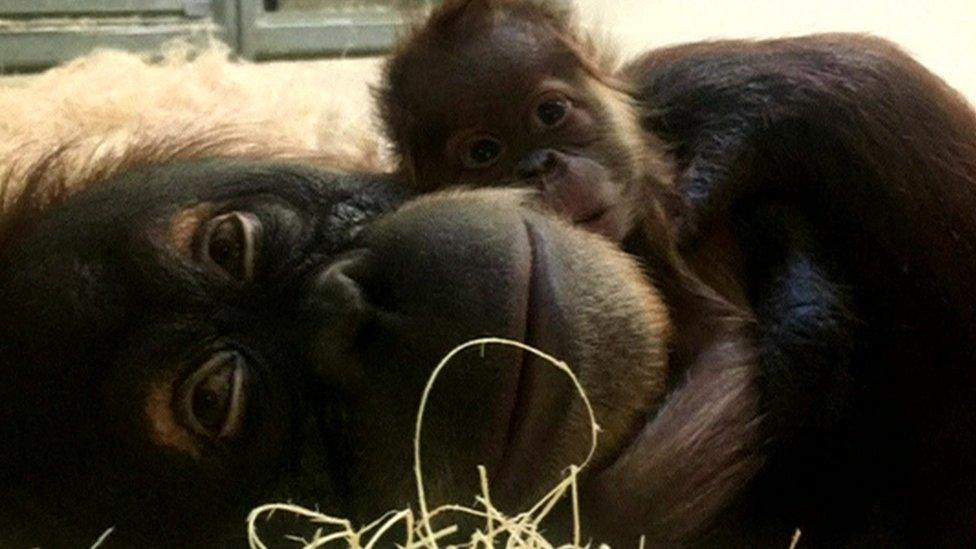 Mother and baby orangutan reunited