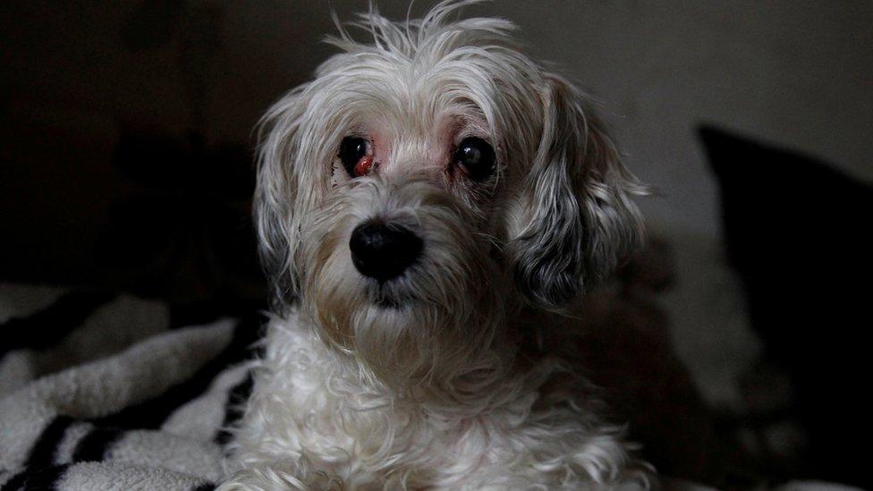 Zsazsa the Havanese dog in Budapest, Hungary January 5, 2018.