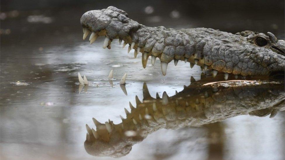 Crocodile