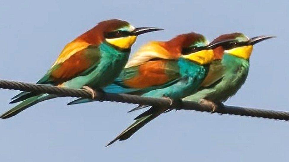 Bee-eaters in Norfolk