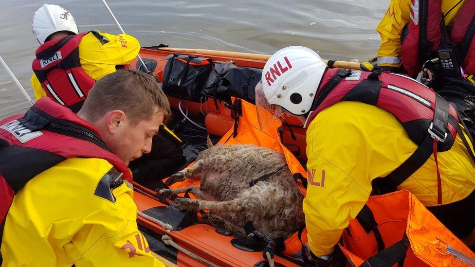 A rescued sheep in a boat