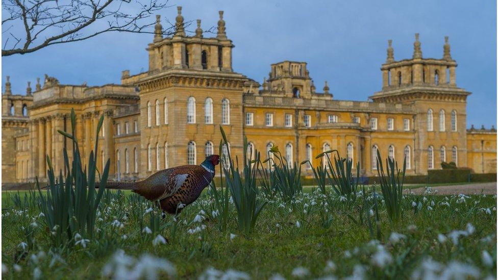 Blenheim Palace