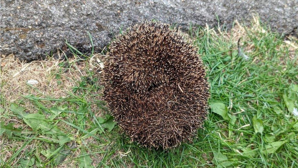 A rescued hedgehog