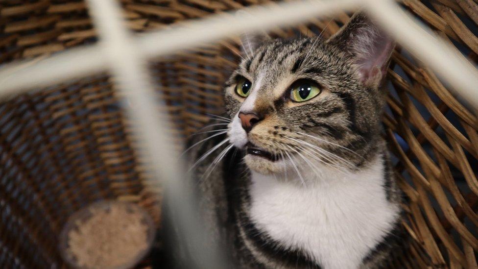 Olive the cat in a basket after being rescued