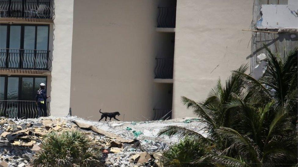 A rescue dog is seen at the site of a partially collapsed residential building