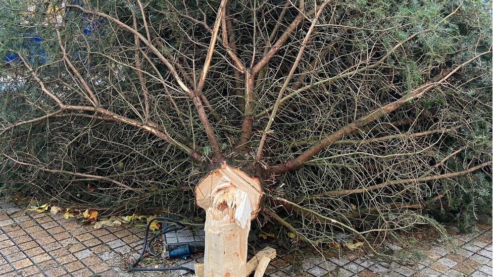 Snapped Christmas tree trunk