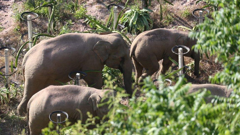 Image shows wild elephants wandering in Yunan