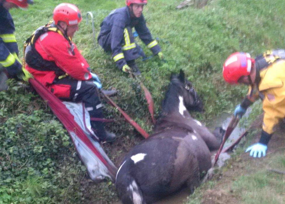 Trapped horse