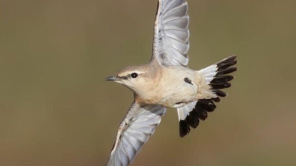 An isabelline wheatear