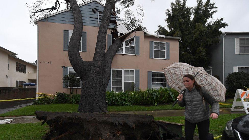 Winds have caused this tree to be blown onto a house.