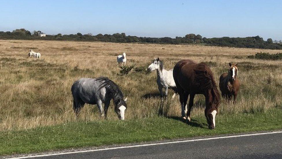 Horses on the common