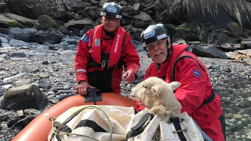 Sheep rescue