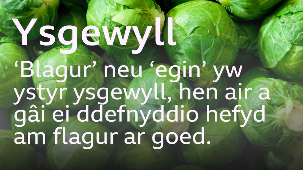 Ysgewyll Brwsel