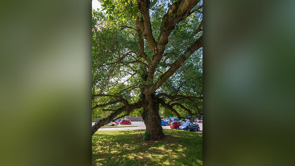 The Newtown Black Poplar, Newtown, Powys