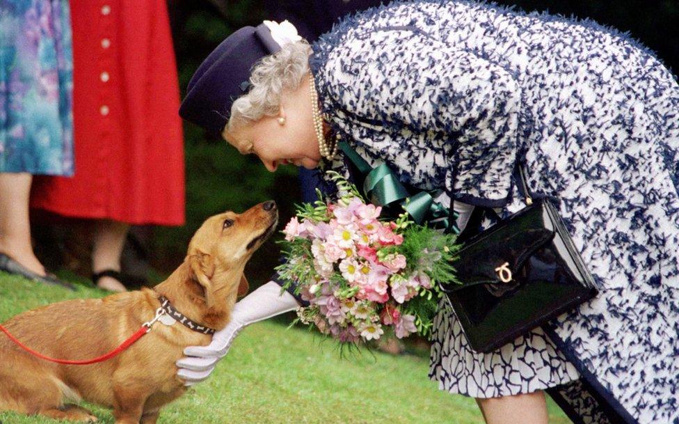 The Queen strokes a dog during a visit in Northumberland