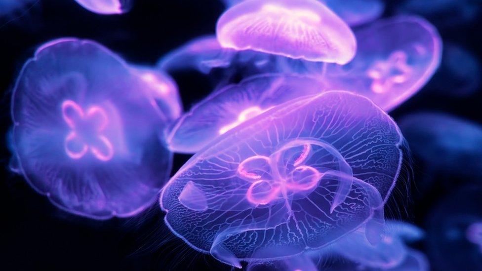 Jellyfish