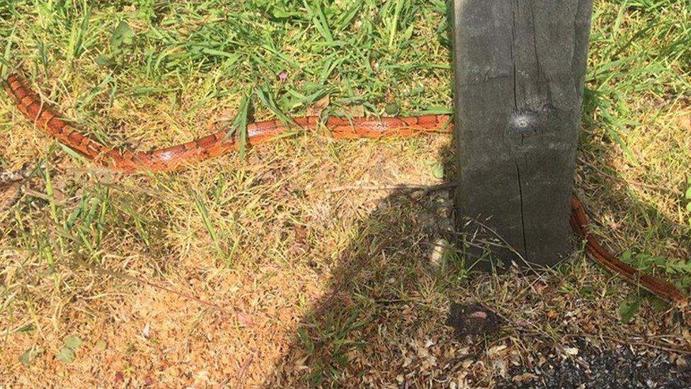 Corn snake found in grass on a street in Cambridge