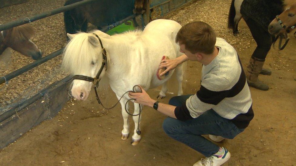 Happy Hooves has several ponies and horses in Culmore in Londonderry