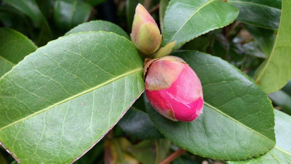 Camellia bud