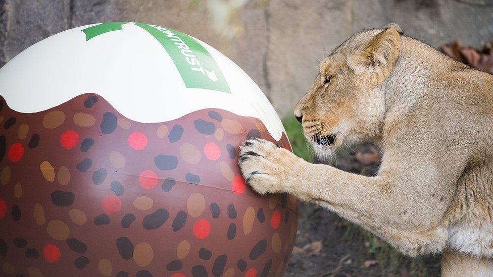 Lioness paws a large inflatable christmas pudding