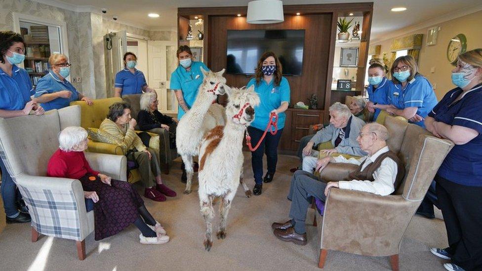 Alpacas in care home