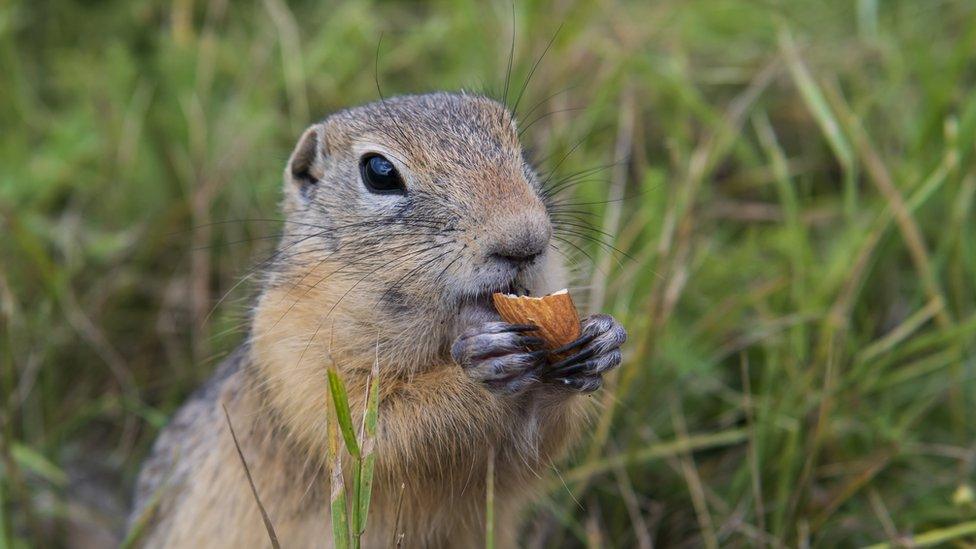 Golden-Malten ground squirrel