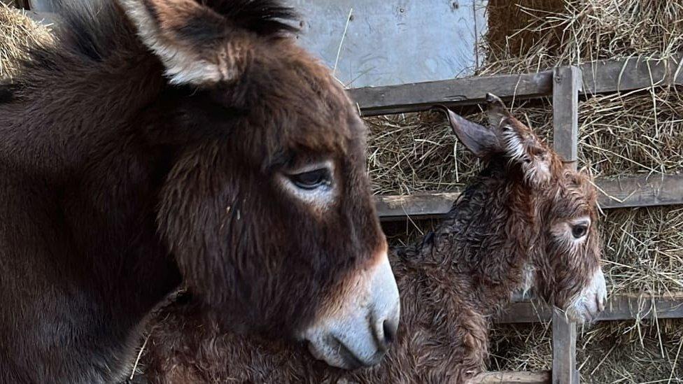 Donkeys Astra and Moon together in their pen