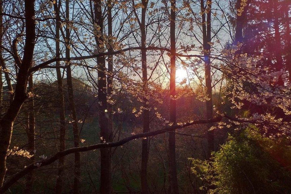 Sun through the trees