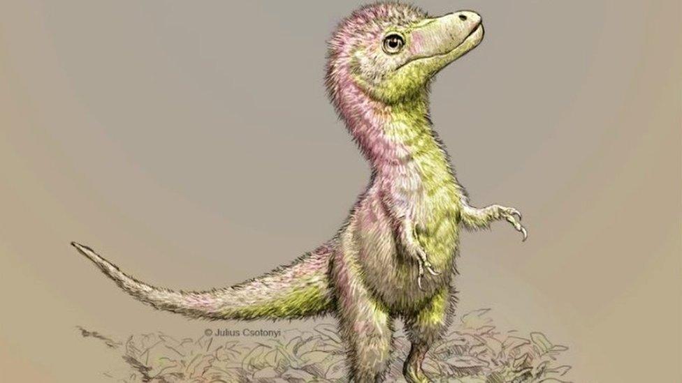 Baby tyrannosaur